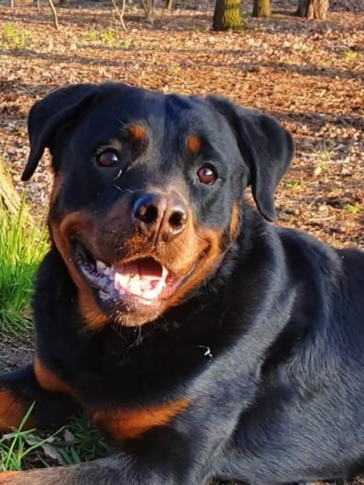 Rottweiler Magnus sollte Polizeihund in Osnabrück werden.