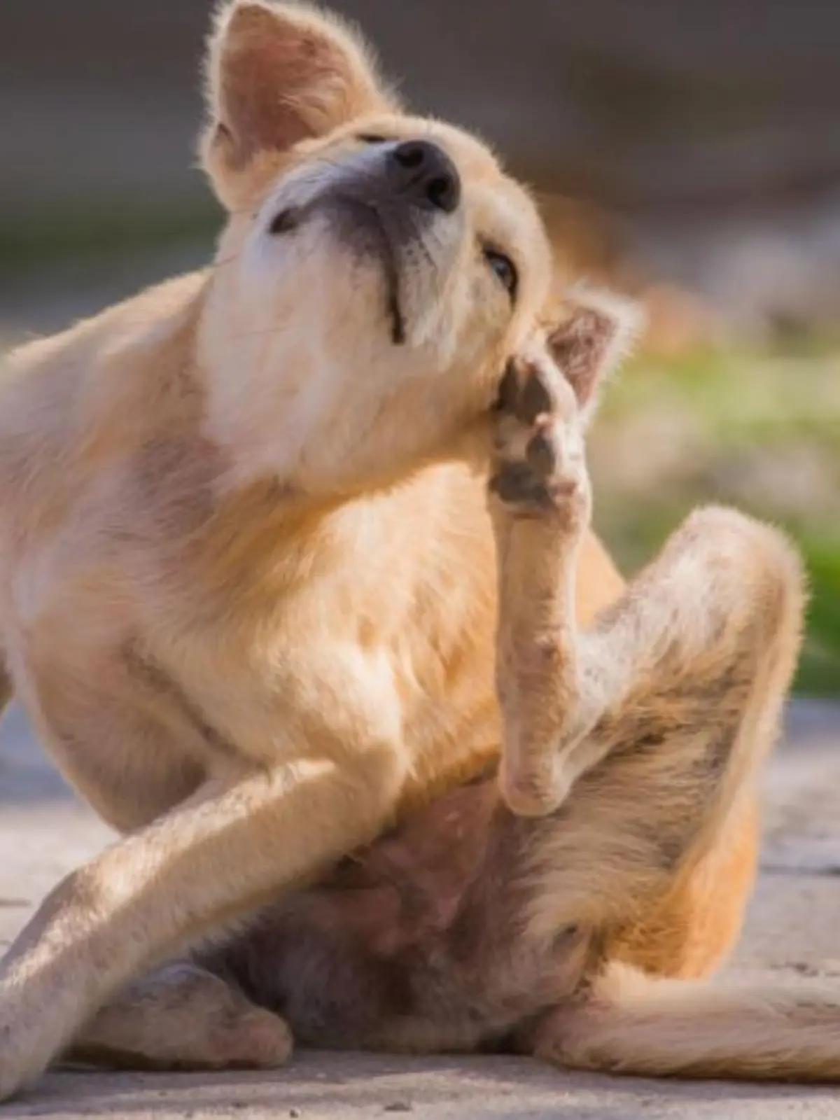 Bild zu: "Warum kratzt sich mein Hund ständig?"