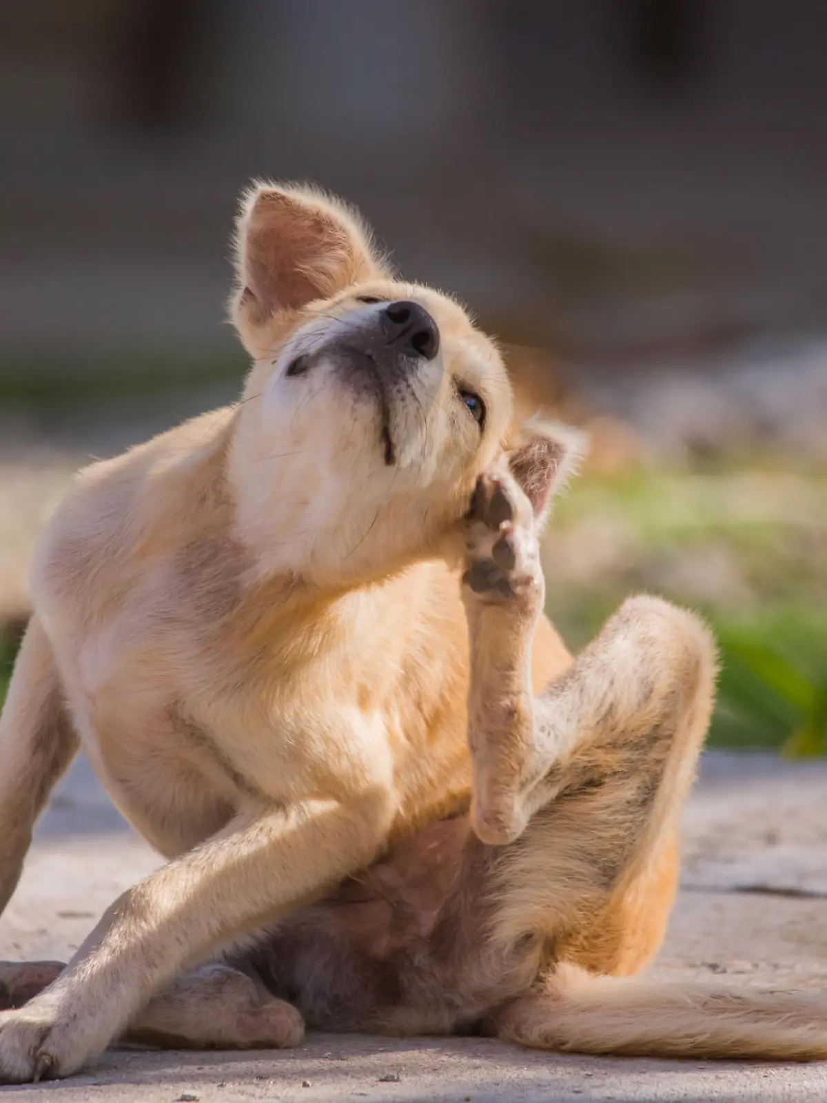 Hund kratzt sich