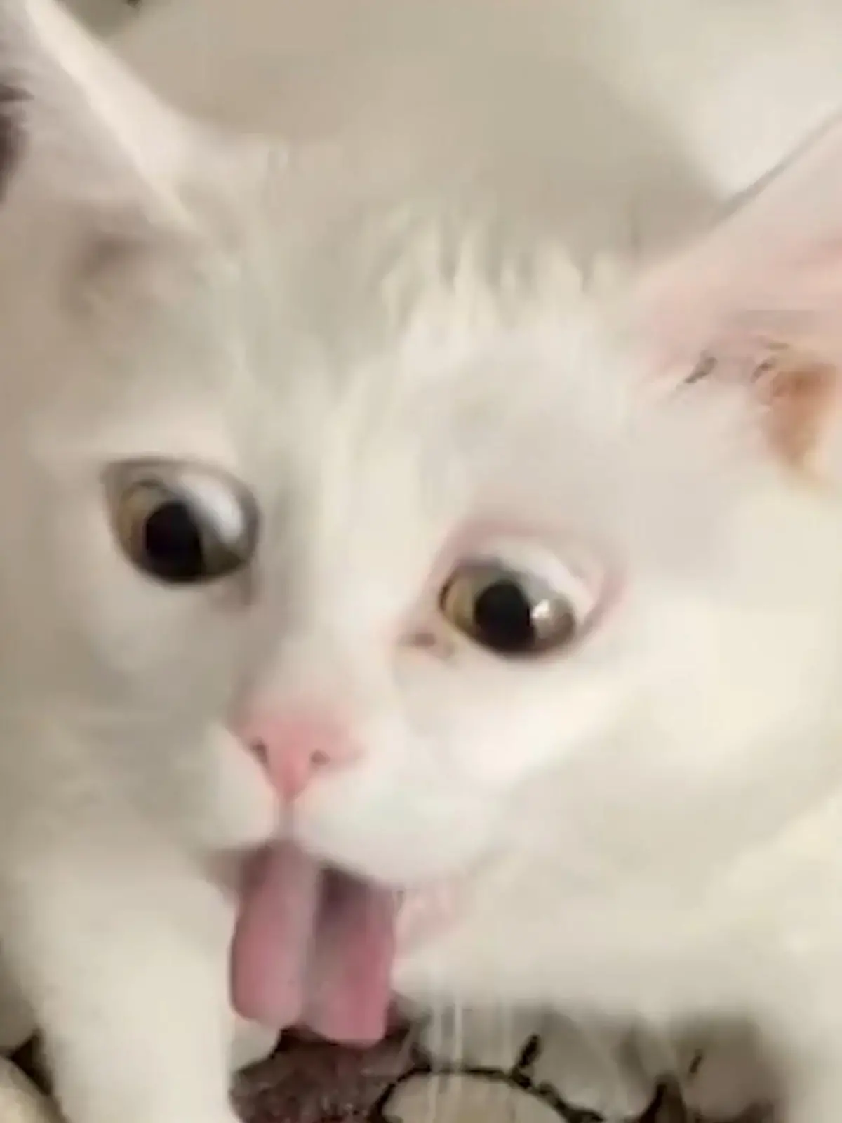 Irgendetwas hat diese Katze gesehen, was ihr gehörig den Tag versaut hat.