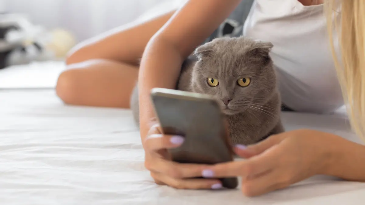 App übersetzt Kätzisch in Menschensprache