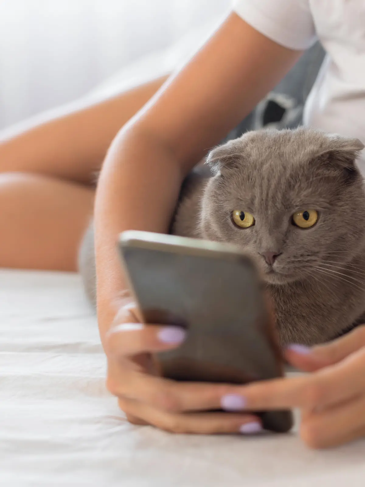 App übersetzt Kätzisch in Menschensprache
