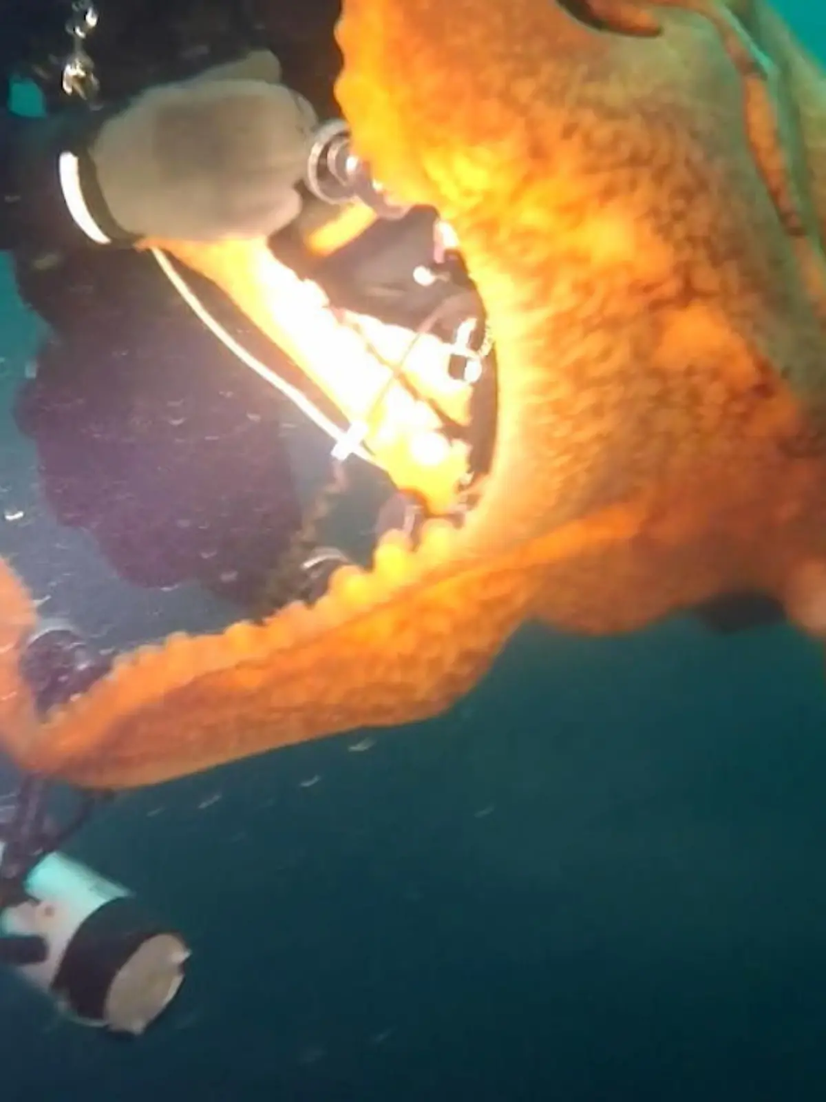 Vor Port Hardy an der kanadischen Westküste umschlingt ein Riesen-Krake einen Taucher. Doch von Panik keine Spur. Der Taucher bleibt ganz ruhig und "genießt" fast schon den innigen Moment zwischen Mensch und Natur.