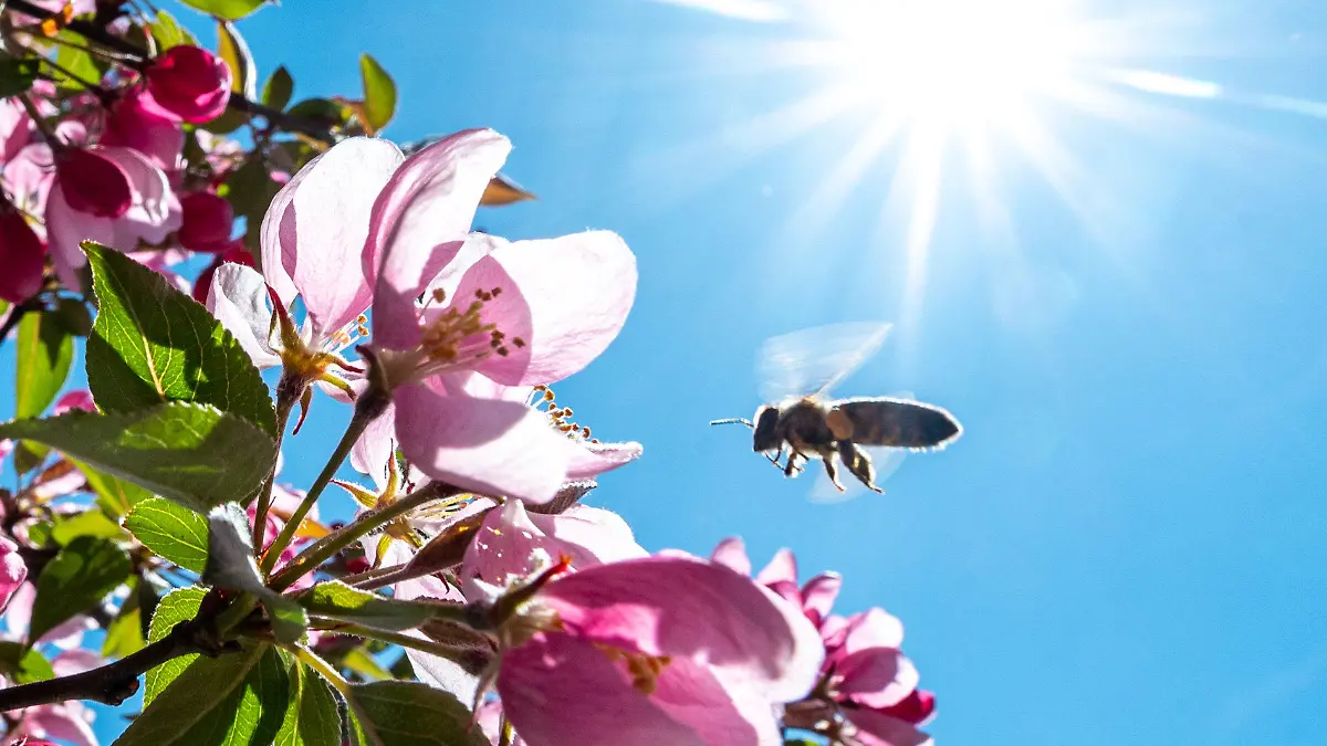 15.04.2020, Bayern, Passau: Eine Biene fliegt im Gegenlicht der Sonne zu einem blühenden Baum. Foto: Armin Weigel/dpa +++ dpa-Bildfunk +++