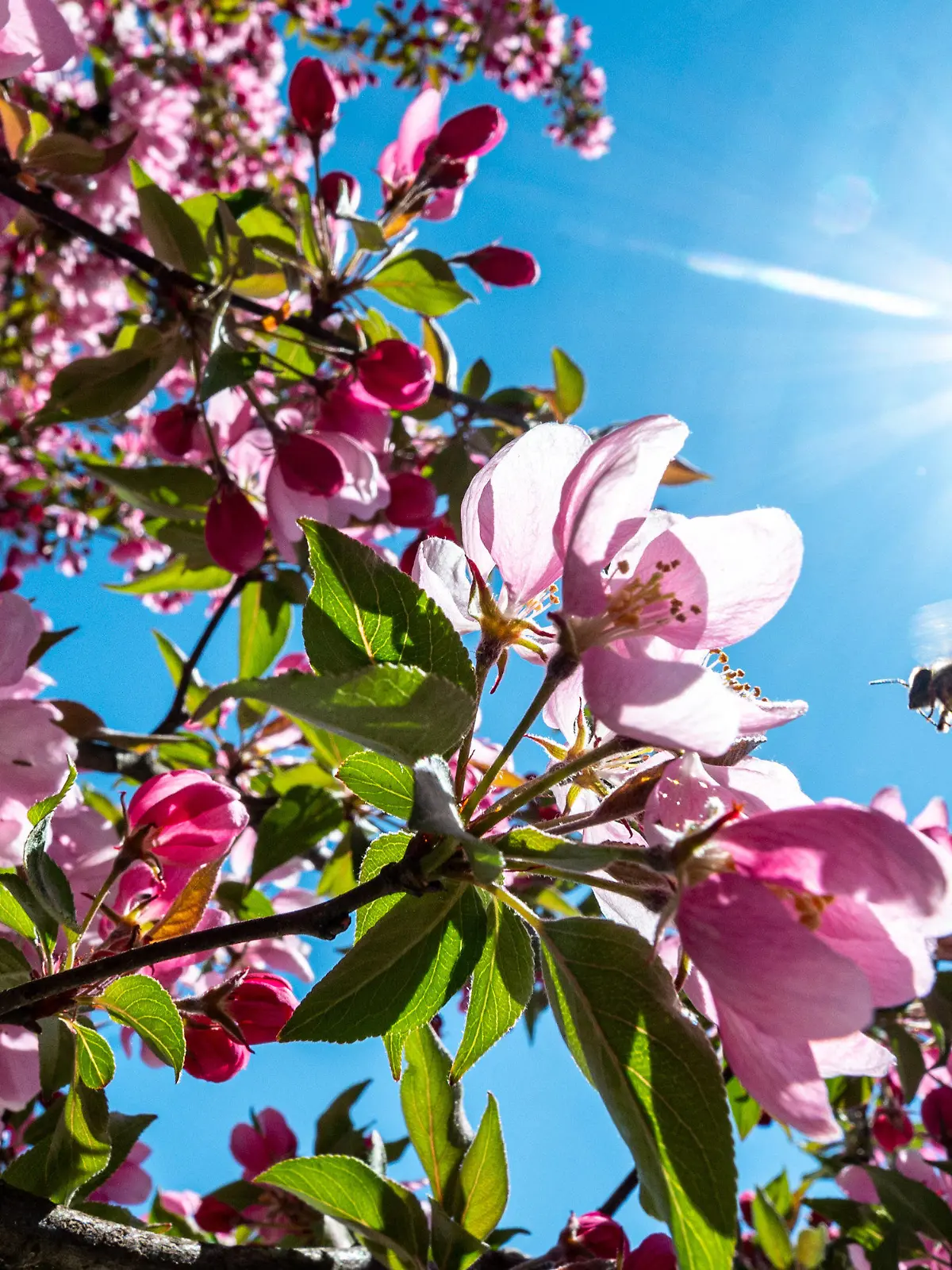 15.04.2020, Bayern, Passau: Eine Biene fliegt im Gegenlicht der Sonne zu einem blühenden Baum. Foto: Armin Weigel/dpa +++ dpa-Bildfunk +++