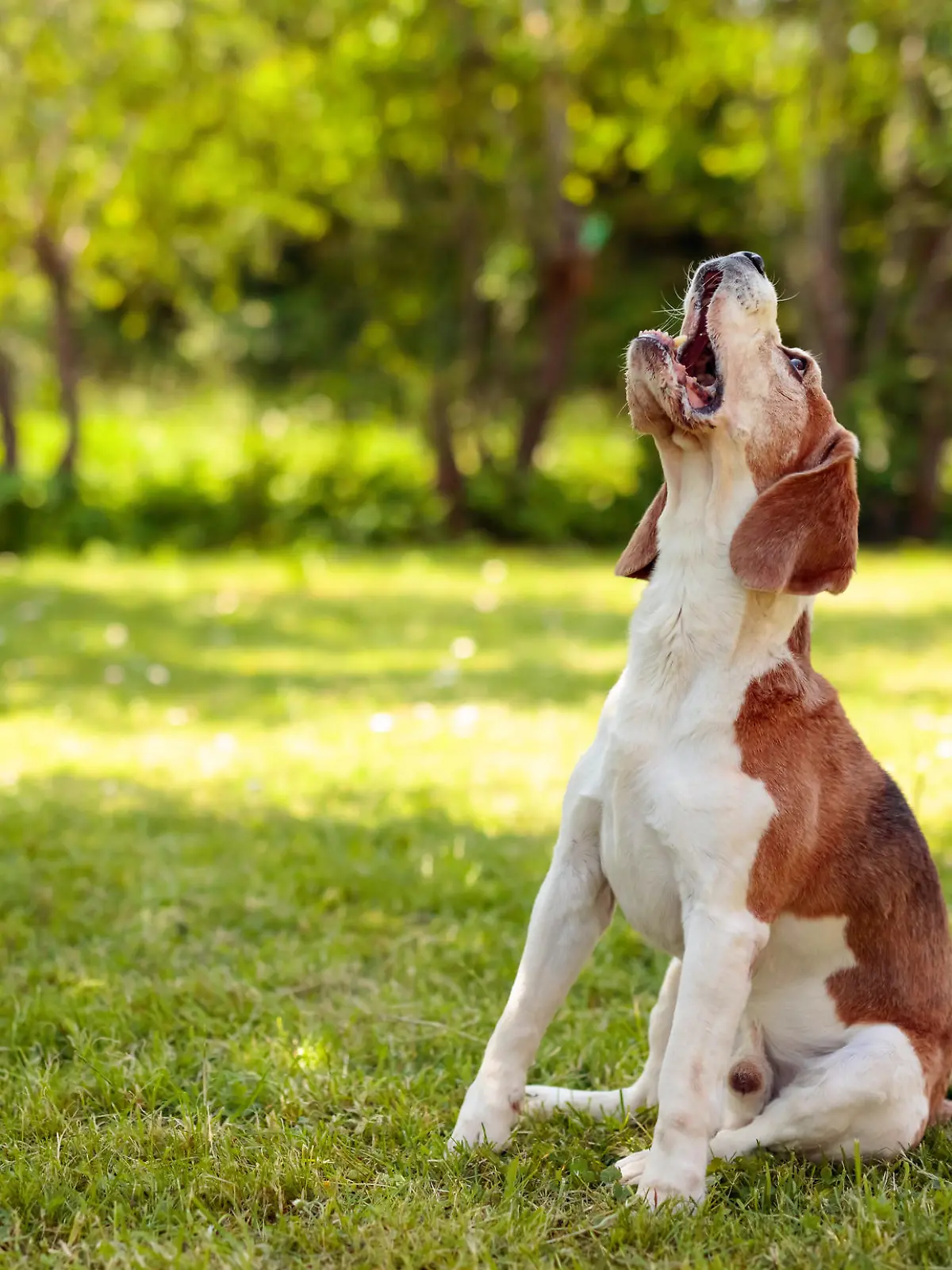 Alle Hunde jaulen