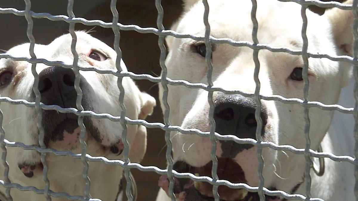 ARCHIV - undatiert, Baden-Württemberg, Karlsruhe: zwei argentinische Doggen (Dogo Argentino) in ihrem Zwinger im Karlsruher Tierheim. (zu dpa "Kampfhunde verletzen Besitzer schwer - «extrem gefährlich»" am 30.01.2018) Foto: Uli Deck/dpa +++ dpa-Bildfunk +++