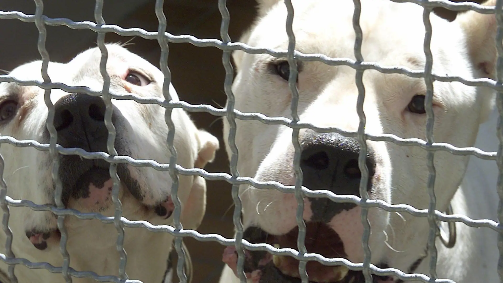 ARCHIV - undatiert, Baden-Württemberg, Karlsruhe: zwei argentinische Doggen (Dogo Argentino) in ihrem Zwinger im Karlsruher Tierheim. (zu dpa "Kampfhunde verletzen Besitzer schwer - «extrem gefährlich»" am 30.01.2018) Foto: Uli Deck/dpa +++ dpa-Bildfunk +++