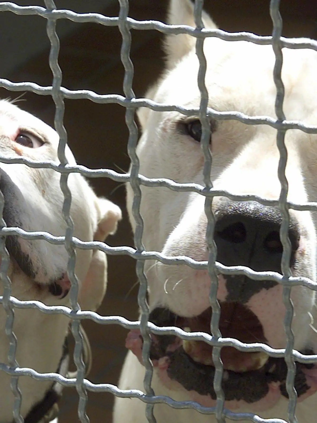 ARCHIV - undatiert, Baden-Württemberg, Karlsruhe: zwei argentinische Doggen (Dogo Argentino) in ihrem Zwinger im Karlsruher Tierheim. (zu dpa "Kampfhunde verletzen Besitzer schwer - «extrem gefährlich»" am 30.01.2018) Foto: Uli Deck/dpa +++ dpa-Bildfunk +++