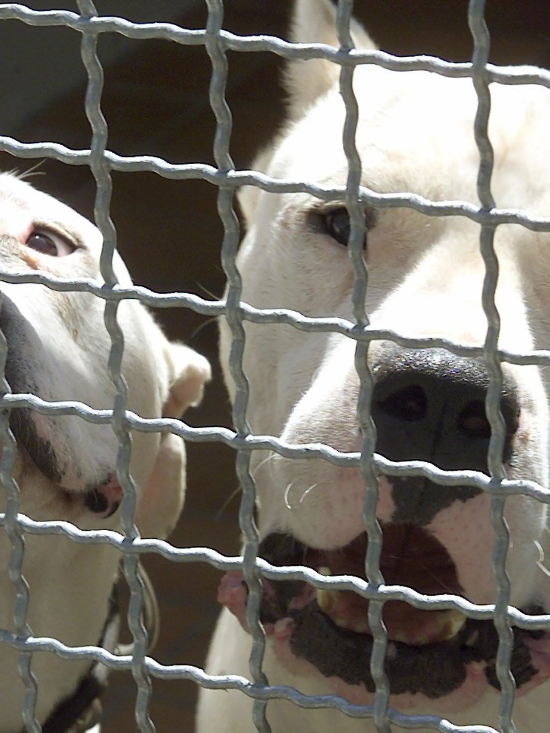ARCHIV - undatiert, Baden-Württemberg, Karlsruhe: zwei argentinische Doggen (Dogo Argentino) in ihrem Zwinger im Karlsruher Tierheim. (zu dpa "Kampfhunde verletzen Besitzer schwer - «extrem gefährlich»" am 30.01.2018) Foto: Uli Deck/dpa +++ dpa-Bildfunk +++
