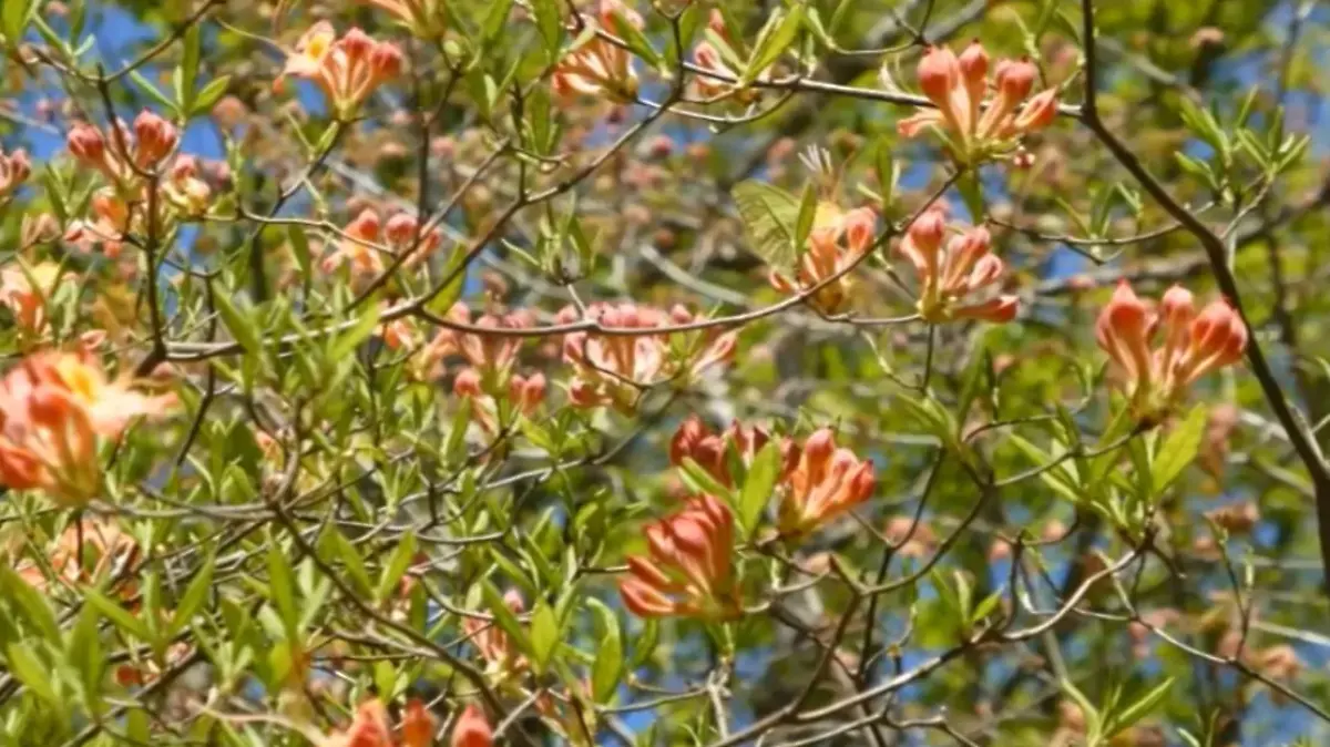 Suchbild Blumen und Schmetterling