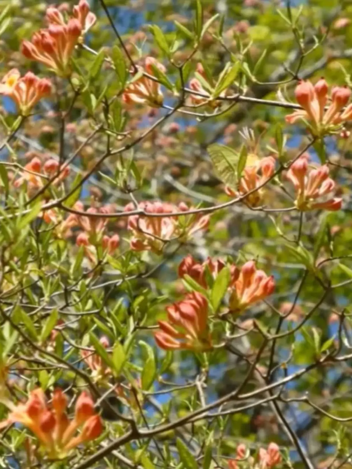Suchbild Blumen und Schmetterling