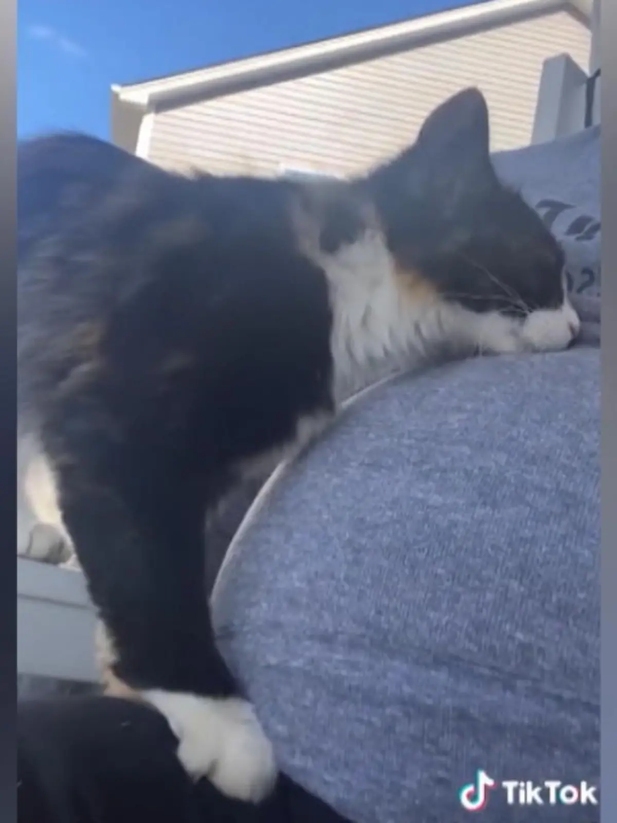 Nachbarskatze Lucy läuft gern rüber zu Tricia, um ihren Babybauch zu massieren.