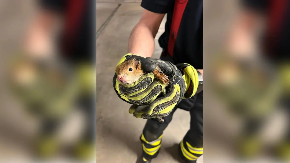 Feuerwehr rettet Eichhörnchen-Babys aus Fallrohr einer Regenrinne.