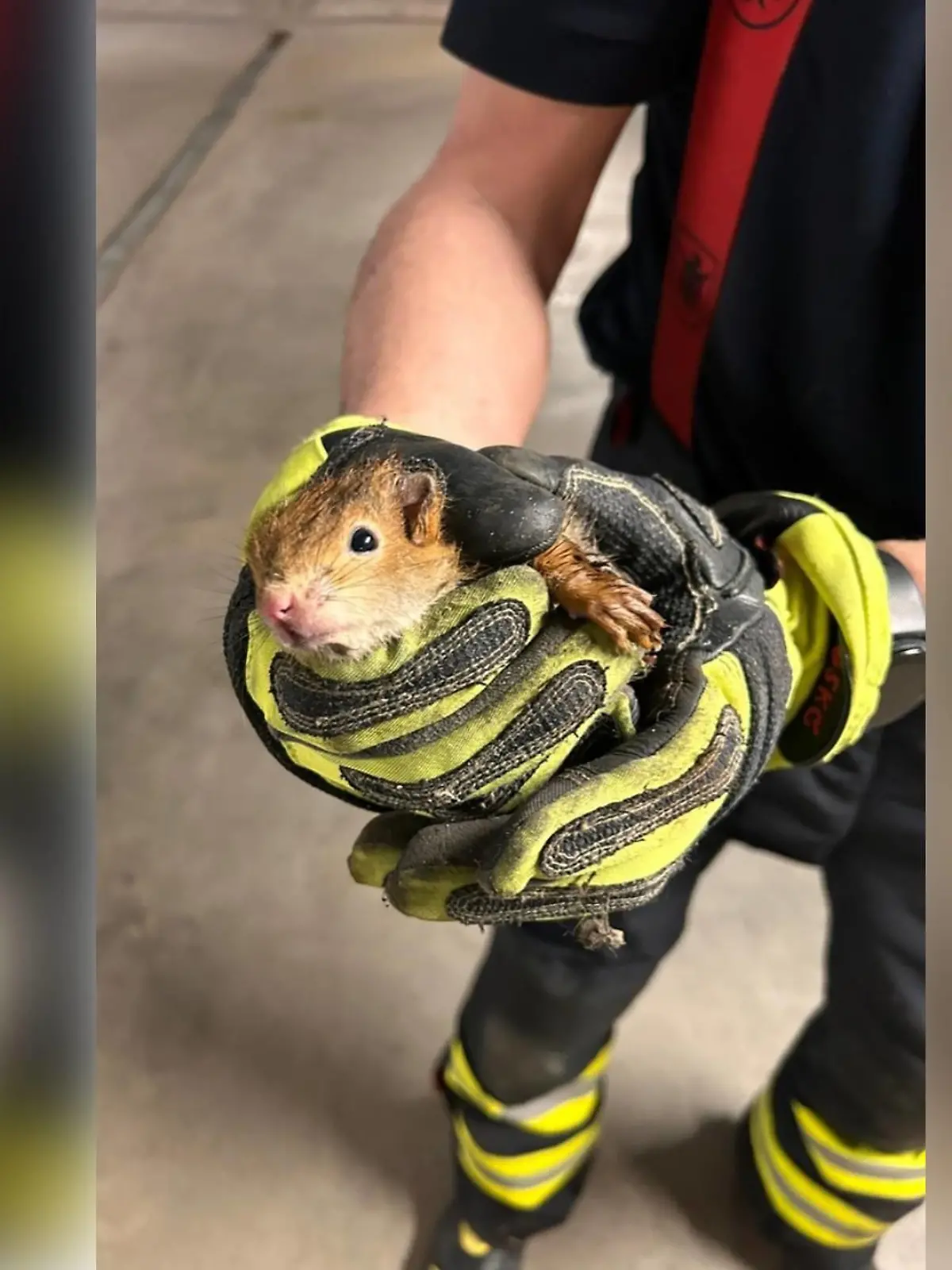 Feuerwehr rettet Eichhörnchen-Babys aus Fallrohr einer Regenrinne.