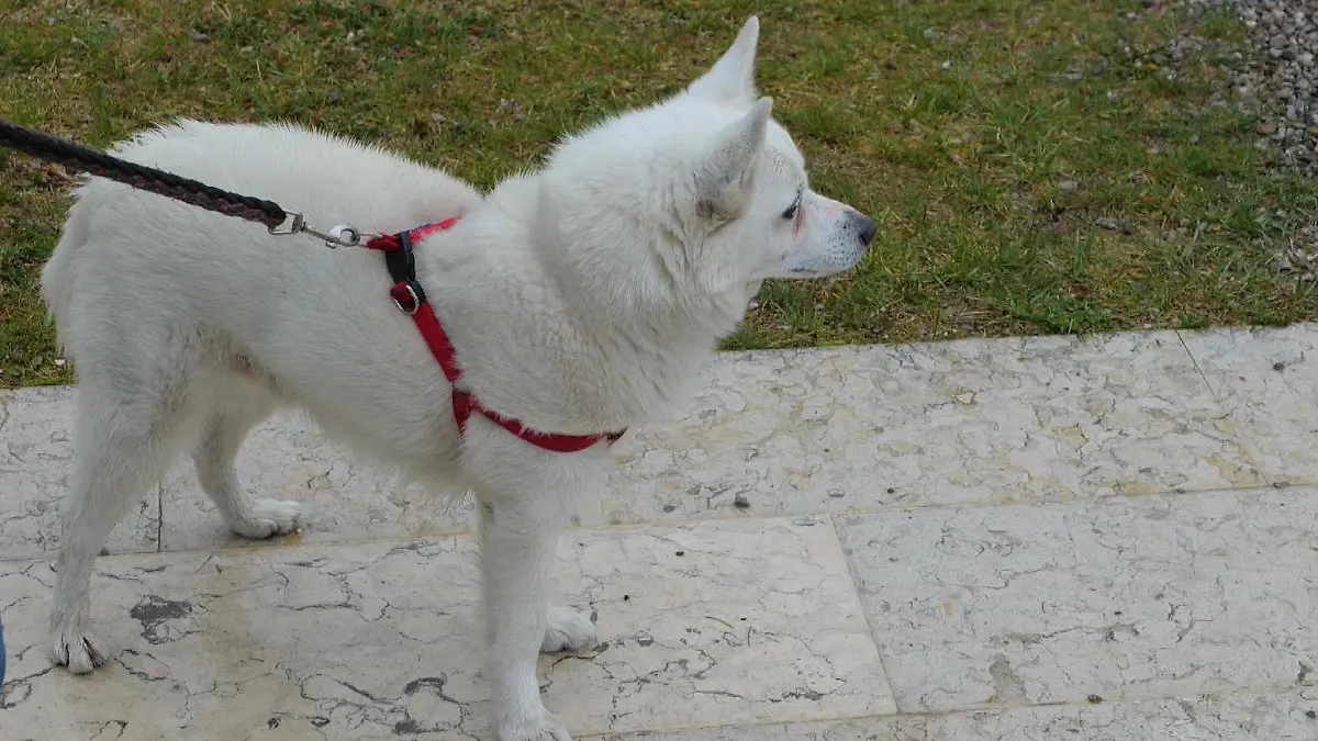 Hund