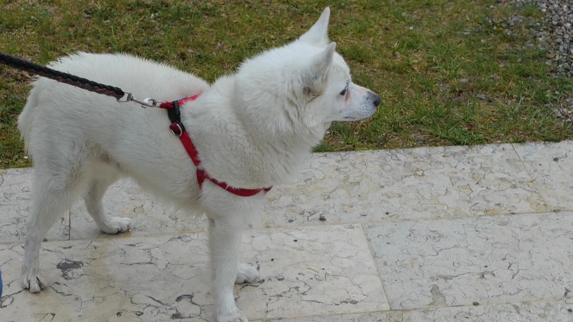 Hund