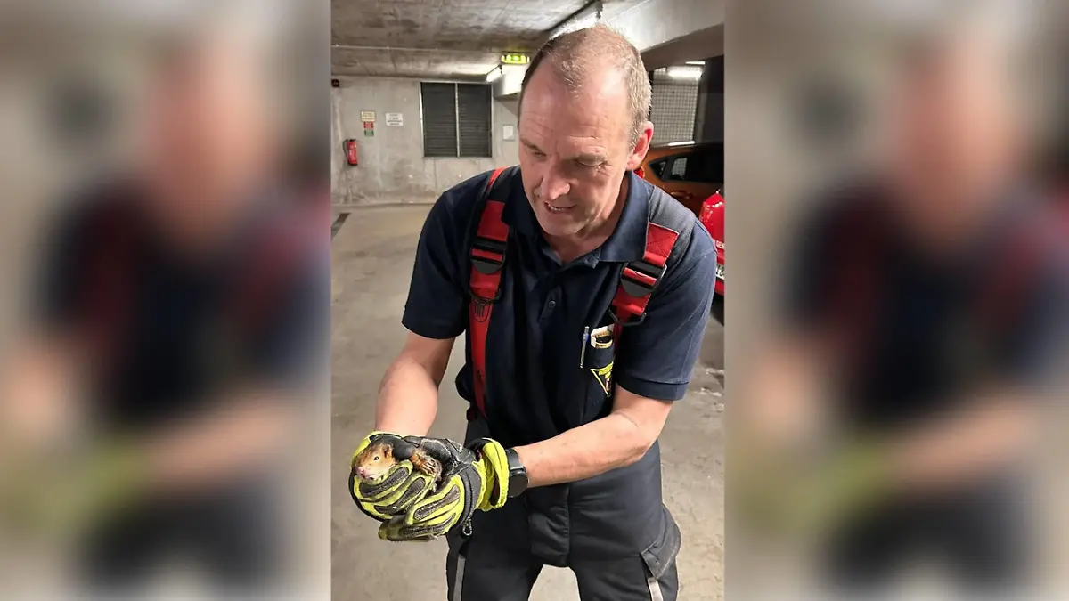 Das Fallrohr führte die Eichhörnchen-Babys in eine Tiefgarage. Dort mussten sie von der Feuerwehr befreit werden.