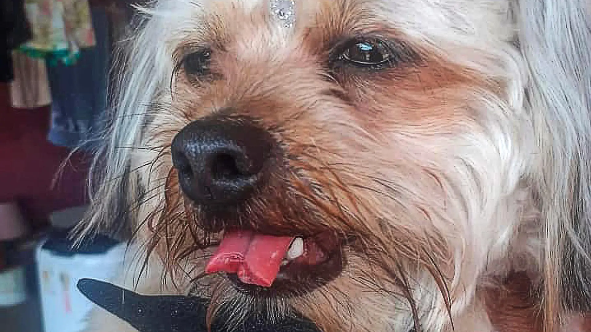 The puppy named Scott had his tongue severed allegedly while he was shorn in a pet shop in the city of Quata, in Sao Paulo. (Vanda Souza/Newsflash).