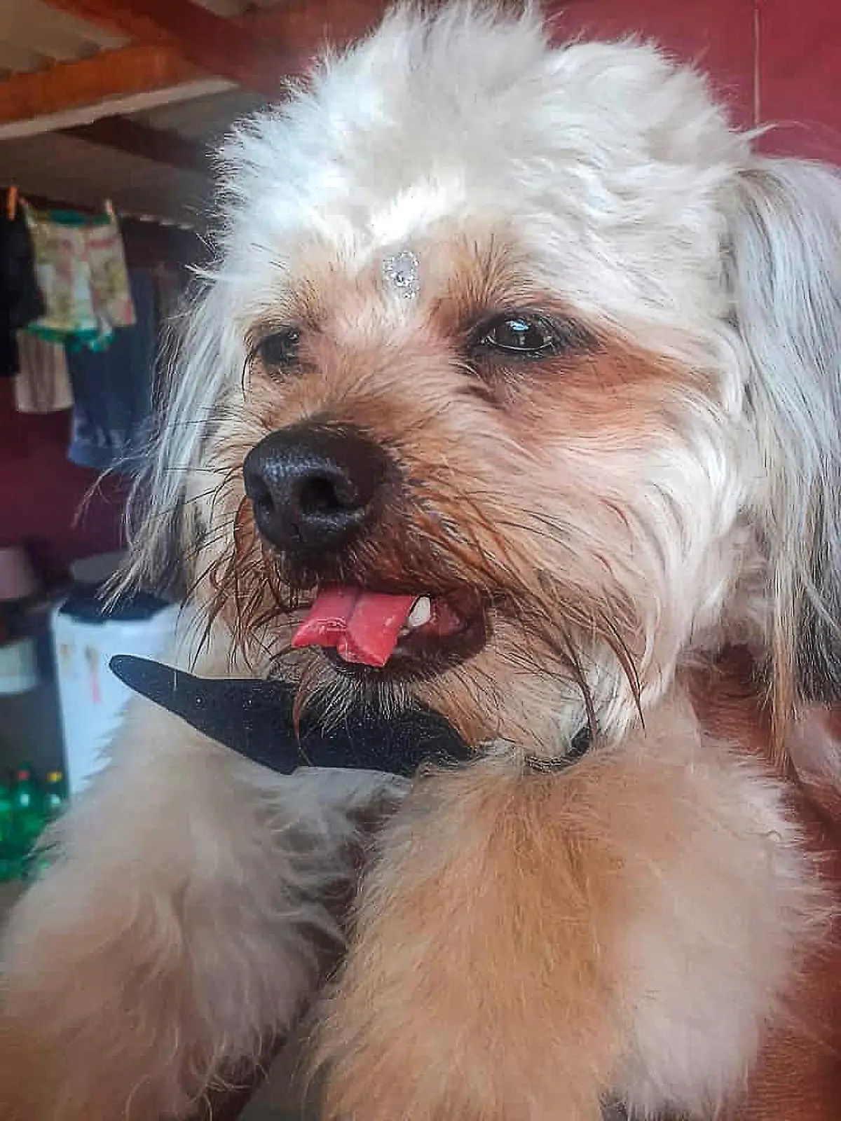 The puppy named Scott had his tongue severed allegedly while he was shorn in a pet shop in the city of Quata, in Sao Paulo.  (Vanda Souza/Newsflash).