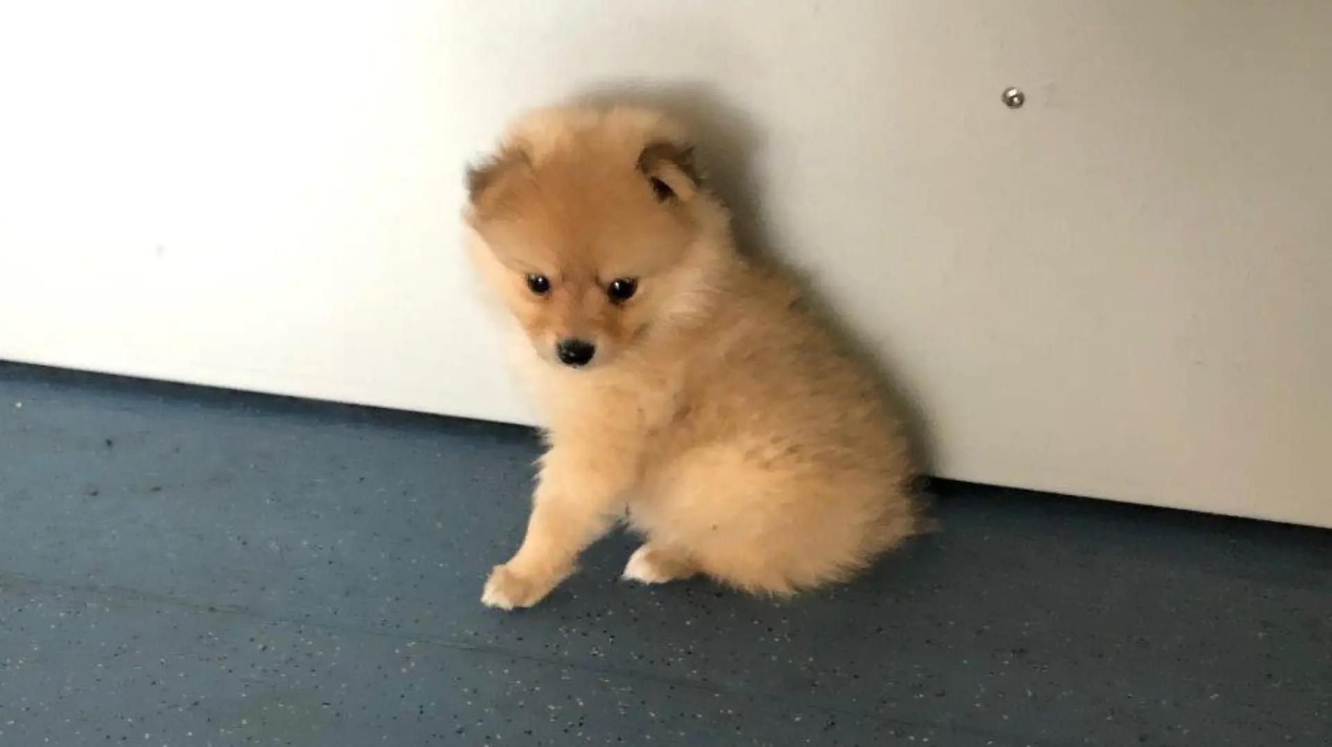 Hundewelpen wurden bei Kontrollen auf A17 entdeckt, darunter ein Pomeranian-Zwergspitz-Welpe. Es wird wegen Verdachts auf Verstoß gegen das Tierschutzgesetz ermittelt.
