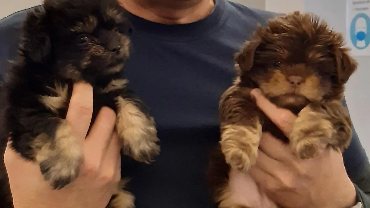 Bichon Welpen A17 Hundetransport Bundespolizei Kontrolle