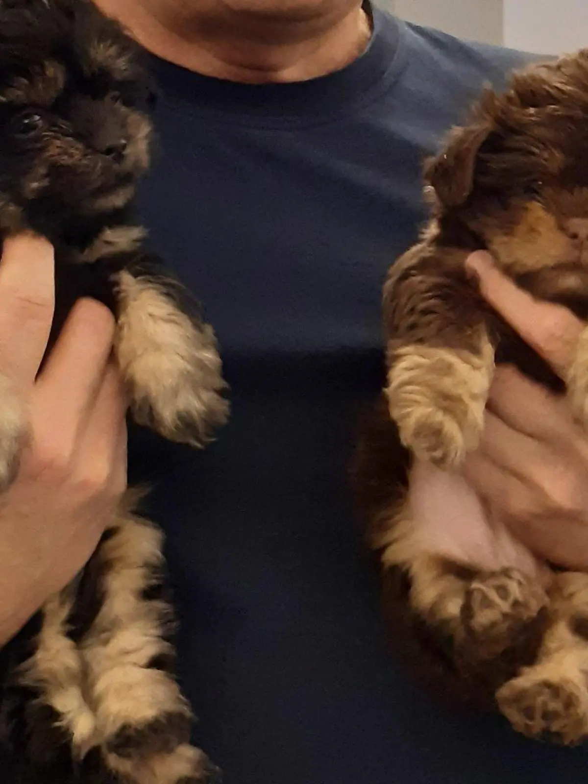 Bichon Welpen A17 Hundetransport Bundespolizei Kontrolle