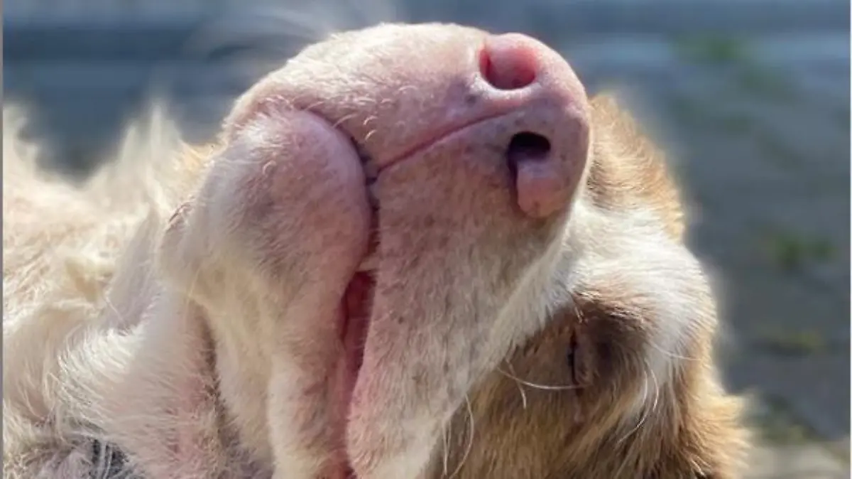 Hund auf dem Boden liegend