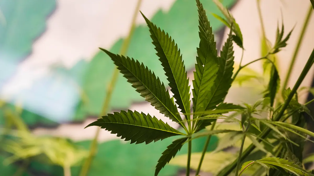 The leaves of a growing cannabis or hemp plant stand in a box at the Cannabis Museum in Berlin, Germany, Wednesday, April 12, 2023.  The German government on Wednesday presented scaled-back plans to liberalize the country's rules on cannabis, which would decriminalize possessing and growing limited amounts of the substance and allow its sale for recreational purposes to members of nonprofit 'cannabis clubs.' (AP Photo/Markus Schreiber)