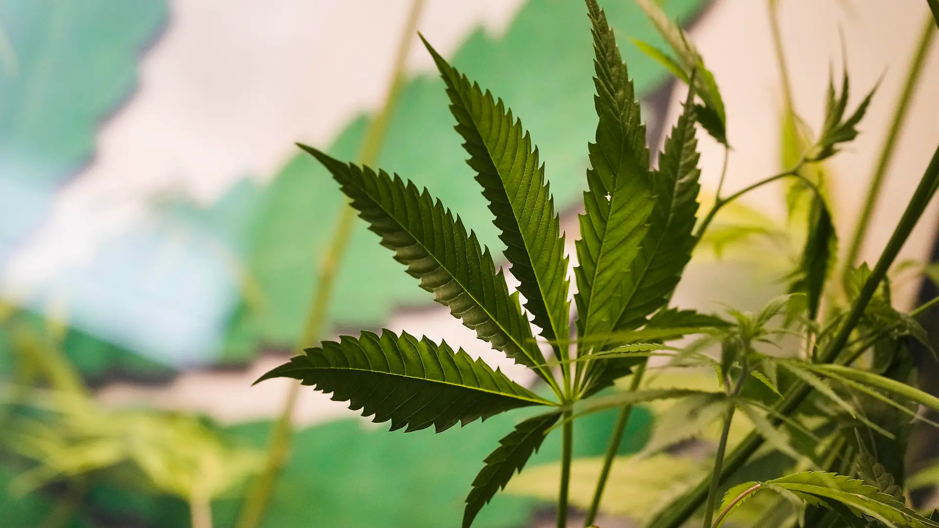 The leaves of a growing cannabis or hemp plant stand in a box at the Cannabis Museum in Berlin, Germany, Wednesday, April 12, 2023. The German government on Wednesday presented scaled-back plans to liberalize the country's rules on cannabis, which would decriminalize possessing and growing limited amounts of the substance and allow its sale for recreational purposes to members of nonprofit 'cannabis clubs.' (AP Photo/Markus Schreiber)