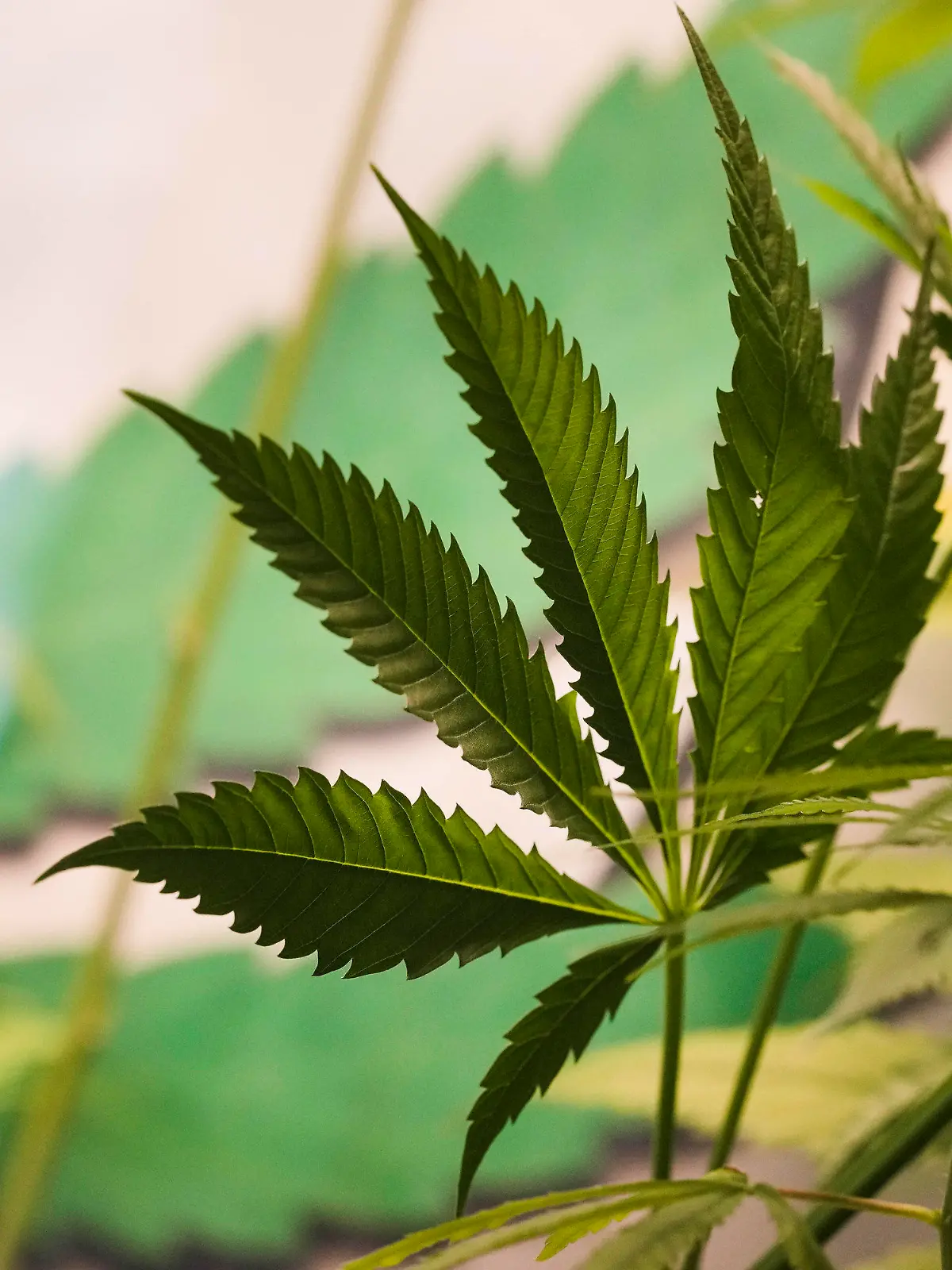 The leaves of a growing cannabis or hemp plant stand in a box at the Cannabis Museum in Berlin, Germany, Wednesday, April 12, 2023.  The German government on Wednesday presented scaled-back plans to liberalize the country's rules on cannabis, which would decriminalize possessing and growing limited amounts of the substance and allow its sale for recreational purposes to members of nonprofit 'cannabis clubs.' (AP Photo/Markus Schreiber)