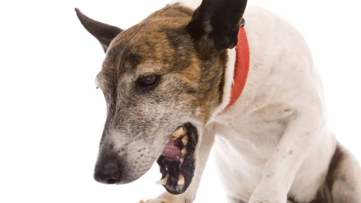 Der Hundeprofi gibt Tipps, wie sie Ihrem hustenden Hund wieder auf die Beine helfen können.