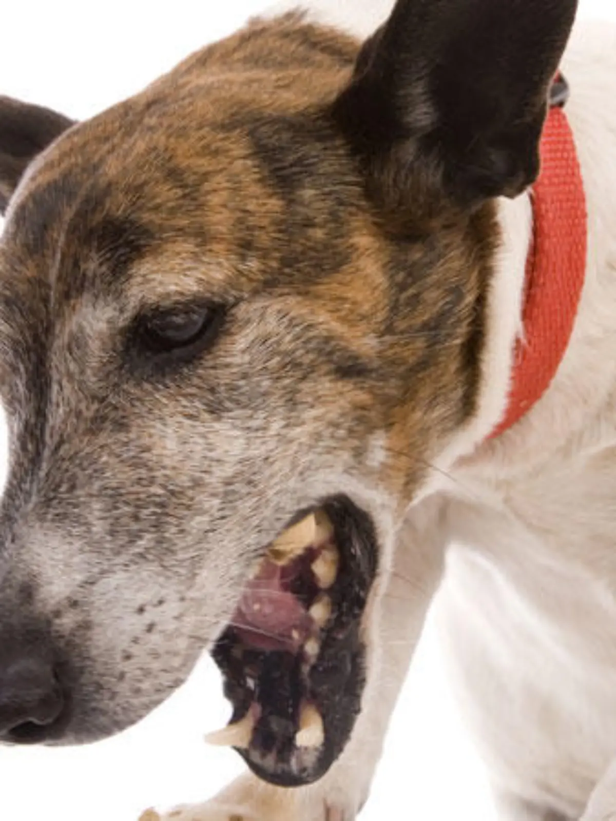 Der Hundeprofi gibt Tipps, wie sie Ihrem hustenden Hund wieder auf die Beine helfen können.