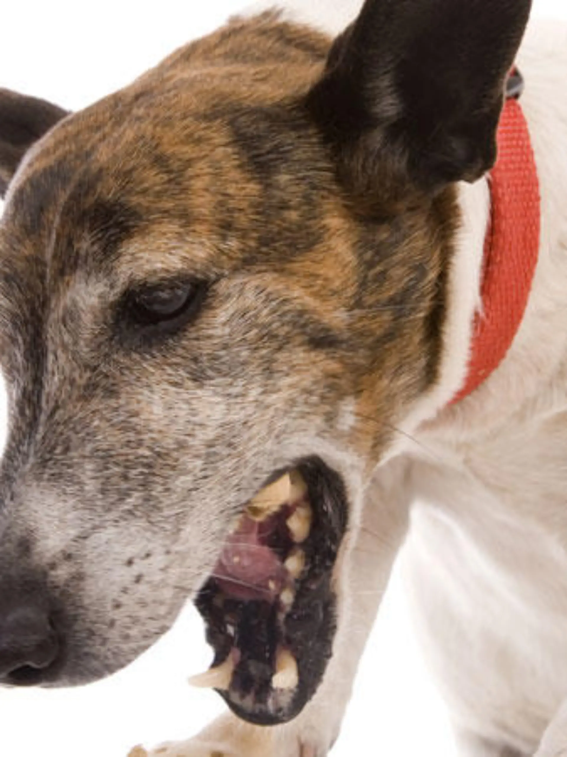 Der Hundeprofi gibt Tipps, wie sie Ihrem hustenden Hund wieder auf die Beine helfen können.
