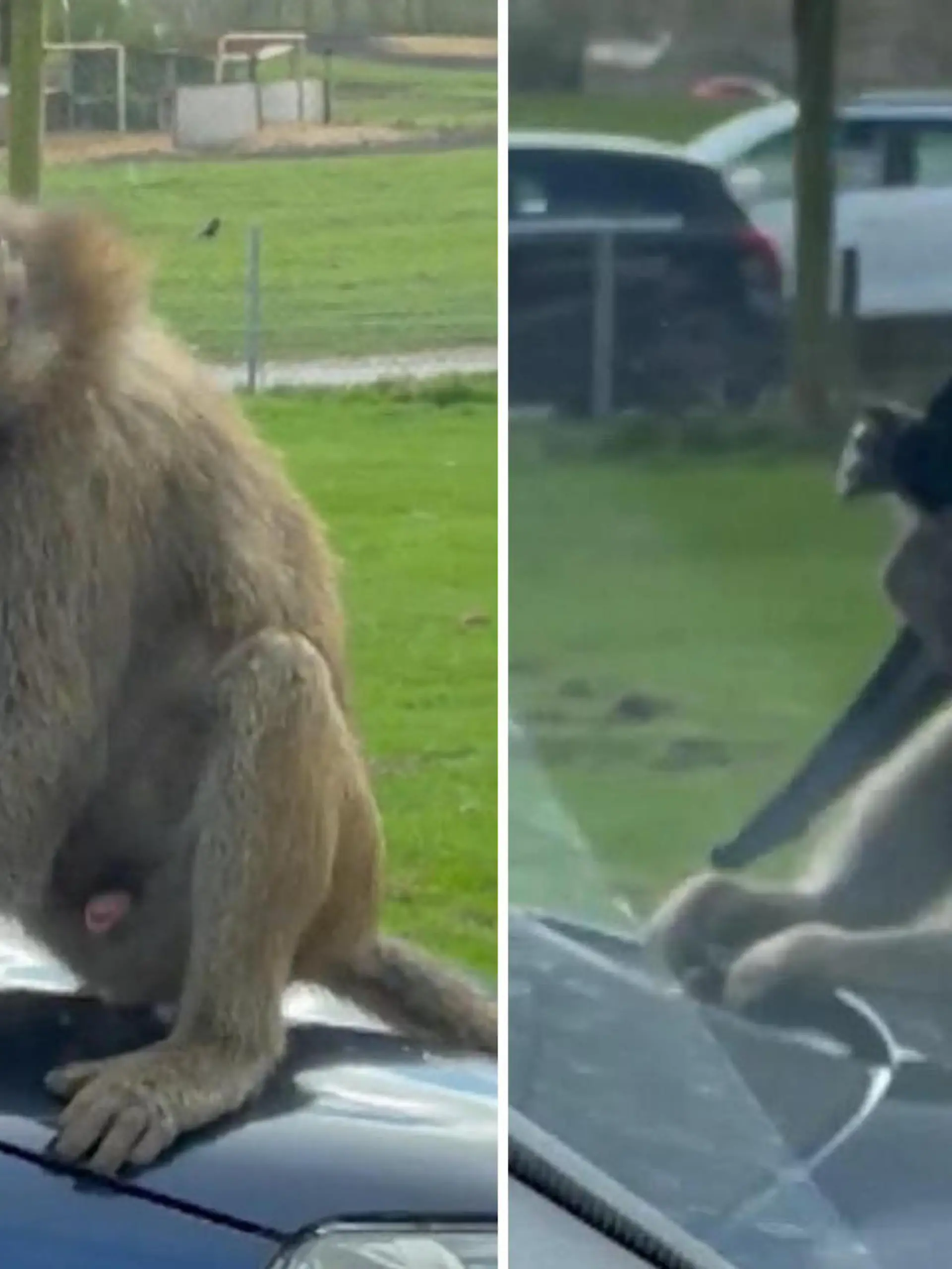 Bei dieser Safari-Tour können Besucher die Tiere hautnah erleben.
Da kann es auch schonmal vorkommen, dass Paviane einem auf der Motorhaube herumtanzen. Zum Nachteil der Autofahrer!