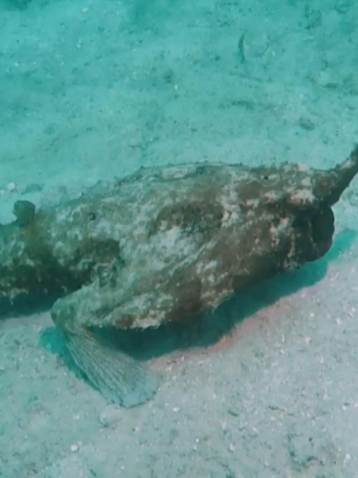 Der Taucher Mickey Charteris entdeckte die Kurznasen Seefledermaus in der Karibik vor Honduras und filmte das Geschöpf. Wir zeigen das Tier im Video.
