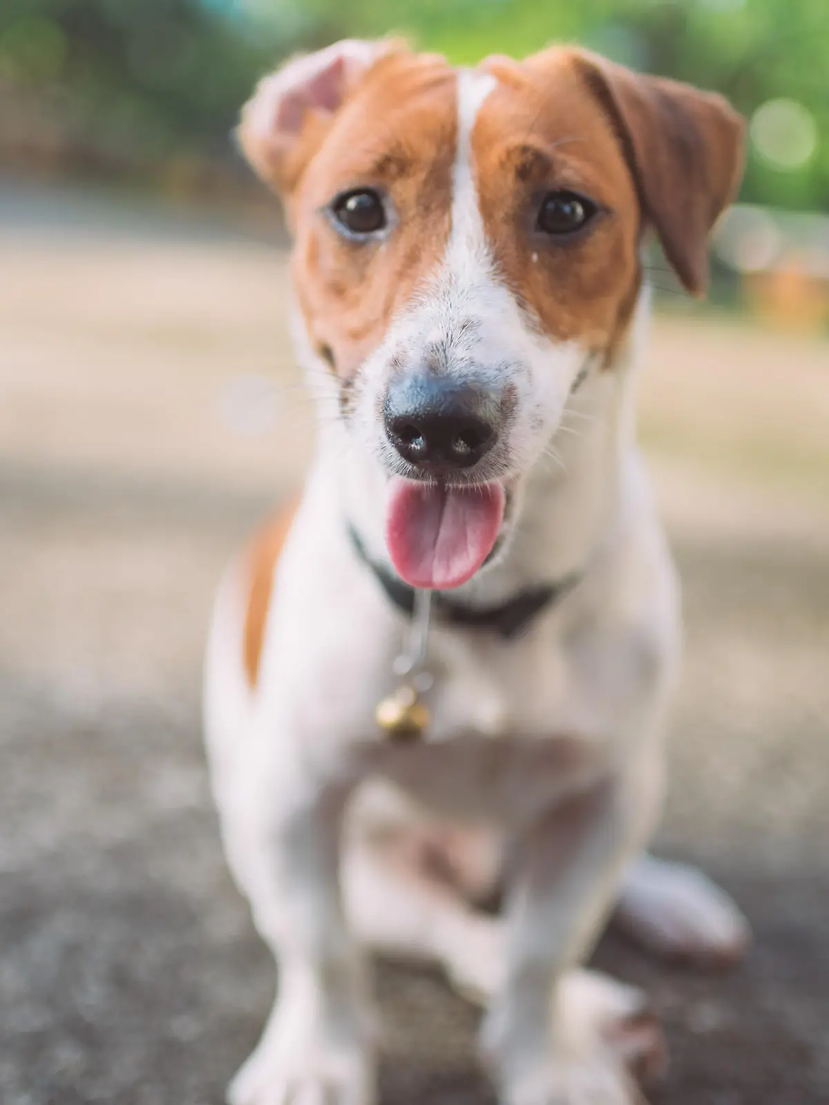 Jack Russell Terrier atmet schwer