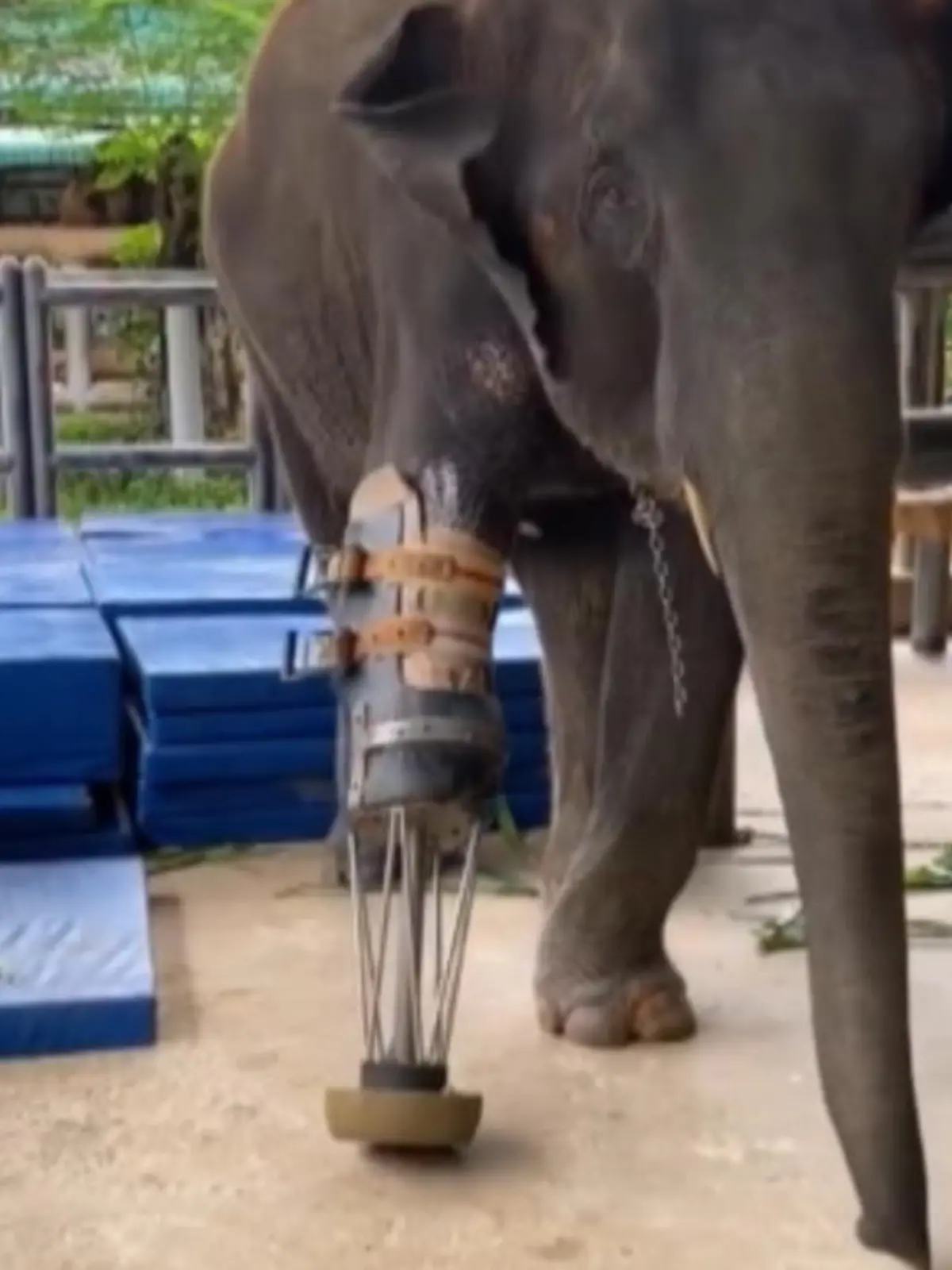 Großen Erfolg feiert das erste Elefantenkrankenhaus in Thailand. Mit einer Beinprothese helfen sie einer jungen Elefantin wieder zu laufen. Die Geschichte von Elefantin Mosha und erste Eindrücke zu ihrem Fortschritt, gibt's im Video zu sehen.