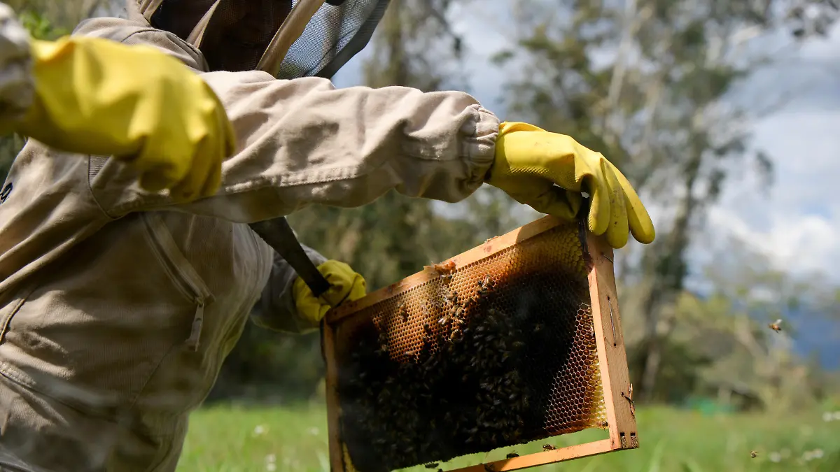 BOYACA, COLOMBIA - FEBRUARY 10: 62-year-old farmer Ana checks one of the bee frame as she conduct beekeeping at her field in the Valle de Tenza where peasants have worked the land ancestrally, in the department of Colombia's Boyaca on February 10, 2023. 2 farmer women keep their traditions alive in the fields of Boyaca. 62-year-old Ana takes advantage of the location of the area and the majesty of the nature of the Tenza Valley to plant, cultivate, and harvest coffee, adding special quality to the harvest with the interaction of the queen bees of their own hive, thanks to the teachings she received from her parents. Vannessa Jimenez / Anadolu Agency