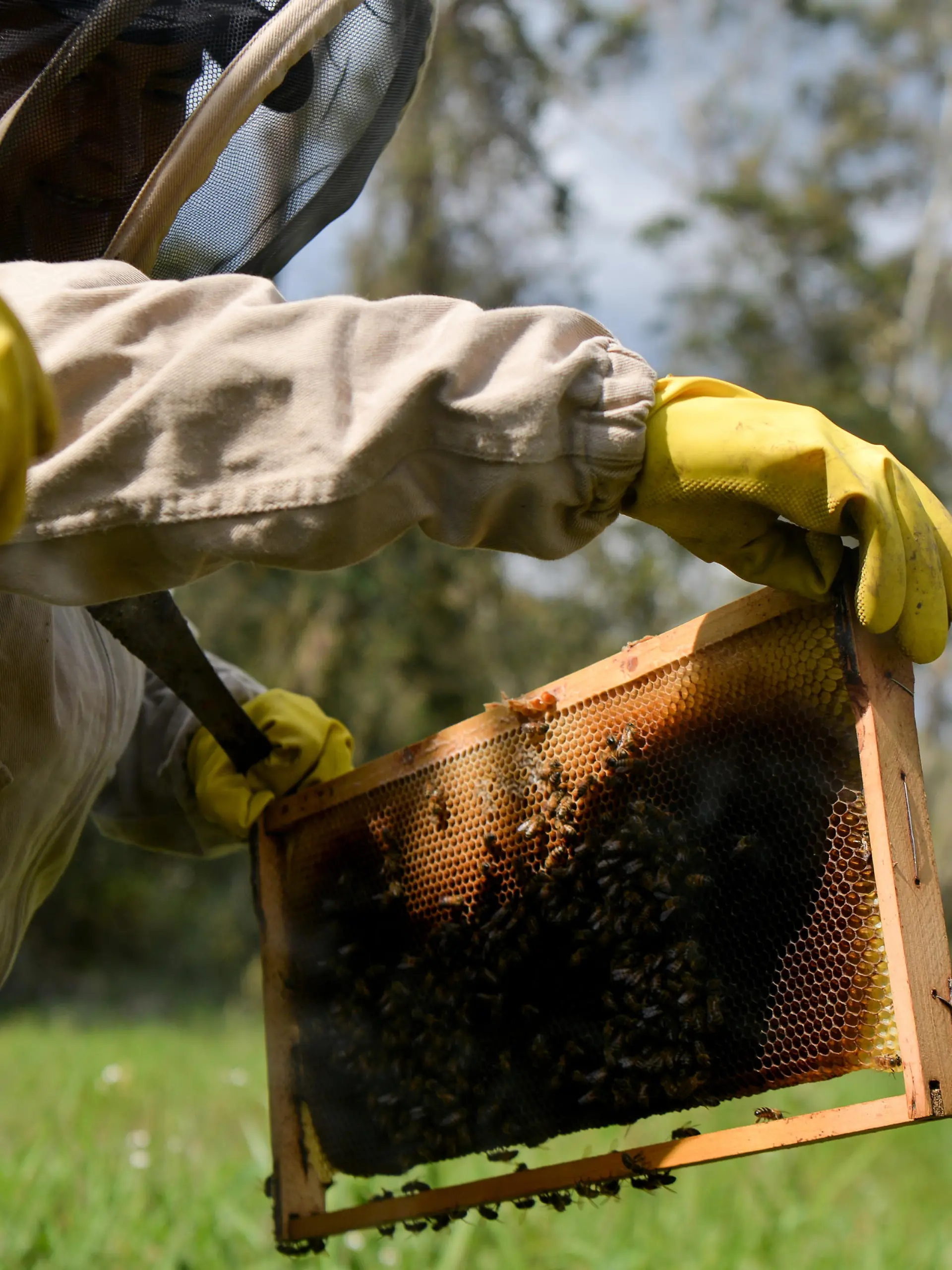 BOYACA, COLOMBIA - FEBRUARY 10: 62-year-old farmer Ana checks one of the bee frame as she conduct beekeeping at her field in the Valle de Tenza where peasants have worked the land ancestrally, in the department of Colombia's Boyaca on February 10, 2023. 2 farmer women keep their traditions alive in the fields of Boyaca. 62-year-old Ana takes advantage of the location of the area and the majesty of the nature of the Tenza Valley to plant, cultivate, and harvest coffee, adding special quality to the harvest with the interaction of the queen bees of their own hive, thanks to the teachings she received from her parents. Vannessa Jimenez / Anadolu Agency