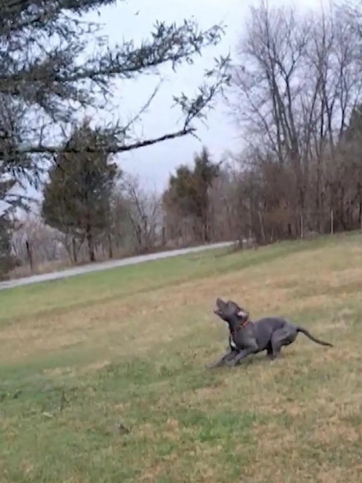 Ein Pitbull im US-Bundesstaat Ohio ist völlig verzweifelt, weil er nicht an einen Ast im Baum herankommt. Er kläfft und stößt bei seinem Frauchen auf viel Unverständnis.