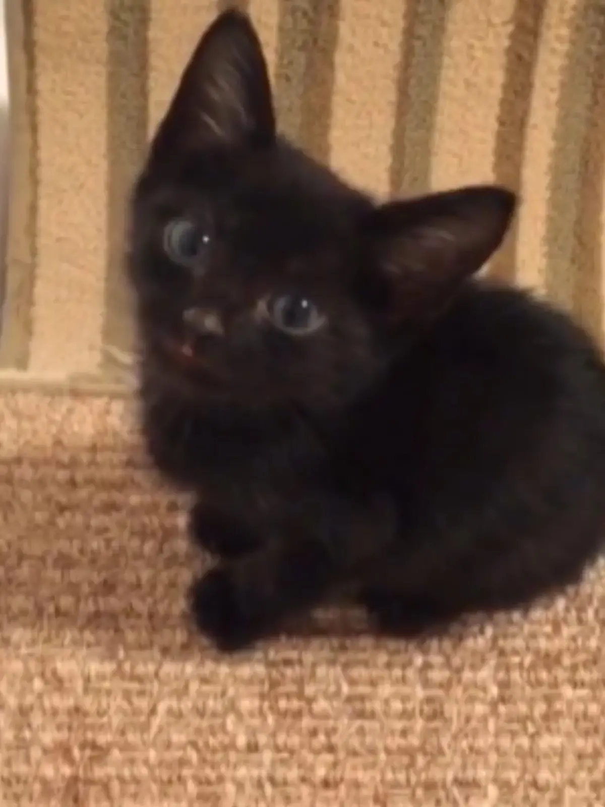 Katze