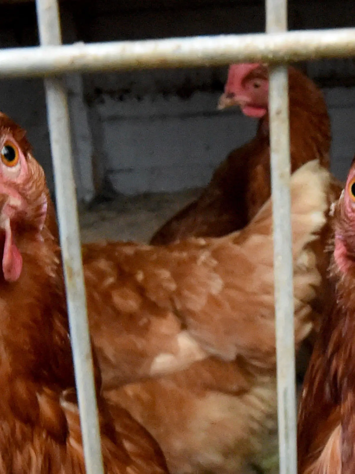 ARCHIV - Eingesperrte Hühner schauen am 28.11.2014 in Flintbek (Schleswig-Holstein) durch das Gitter ihres Stalls. Fünf Wochen nach dem Auftreten der Vogelgrippe in Mecklenburg-Vorpommern scheint sich ein Ende der vorsorglich verhängten Stallpflicht für Nutzgeflügel abzuzeichnen. Foto: Carsten Rehder/dpa (zu dpa «Backhaus strebt Lockerung der Stallpflicht für Nutzgeflügel an» vom 14.12.2014) +++(c) dpa - Bildfunk+++