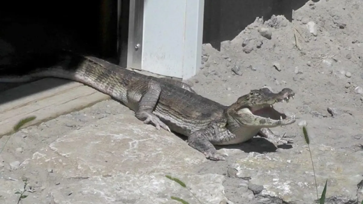 Krokodil