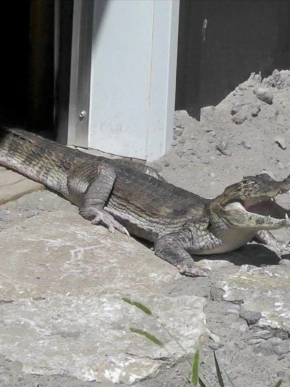 Krokodil