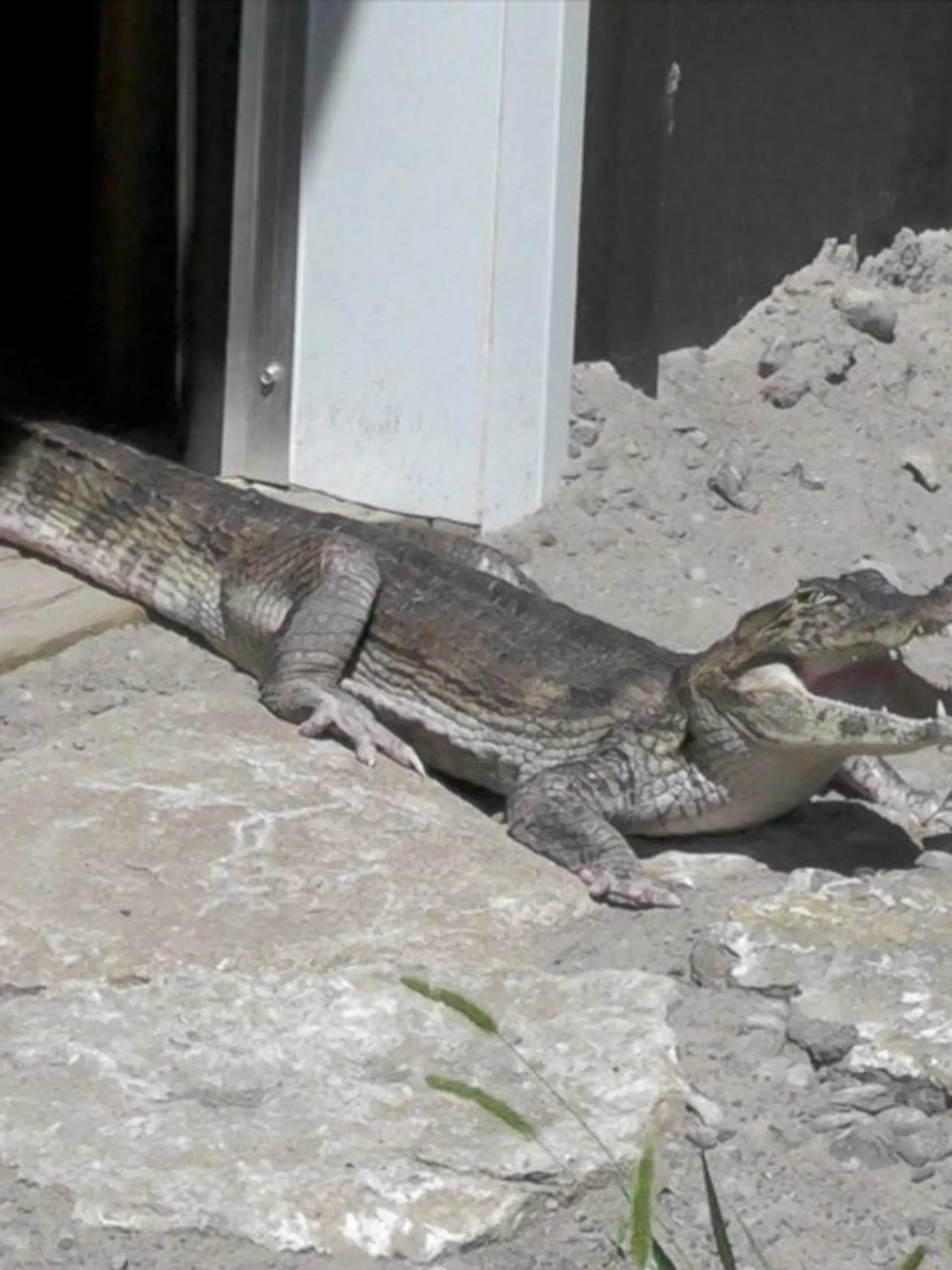 Krokodil