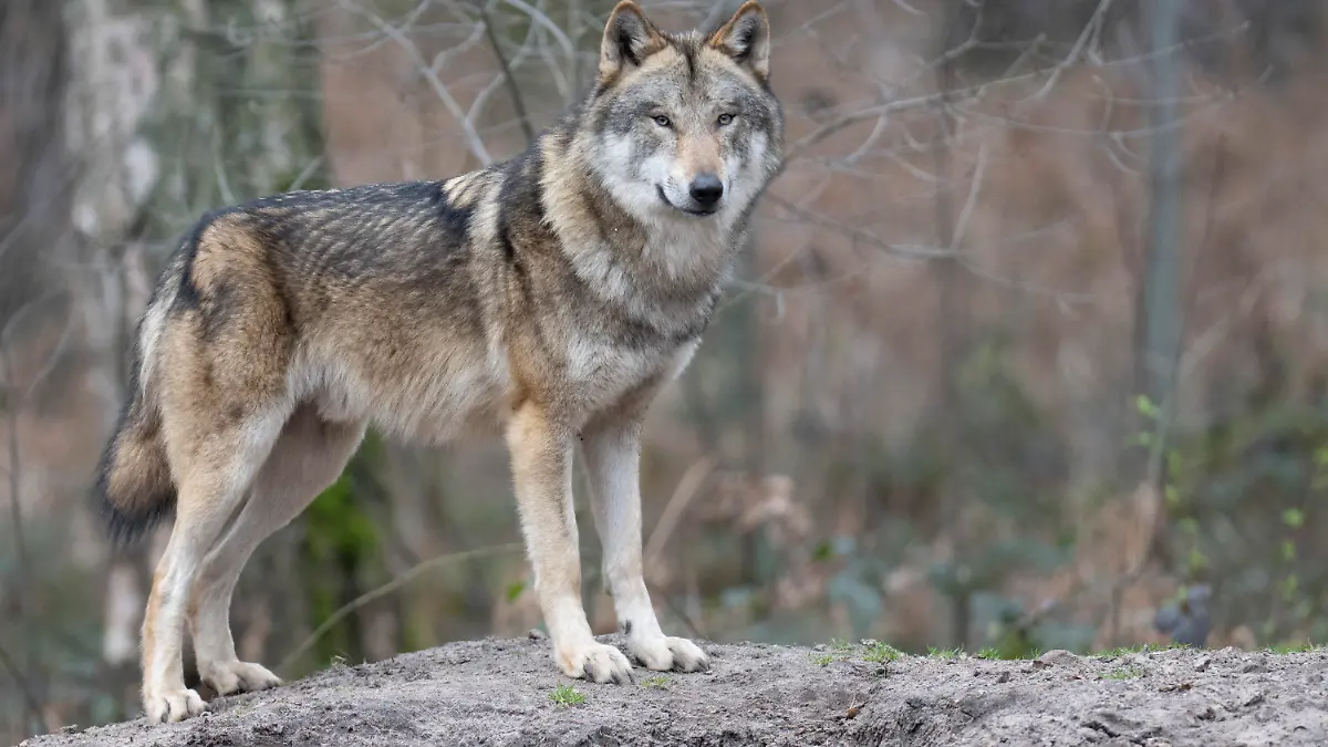 29.03.2023, Hessen, Hanau: Ein Wolf steht in seinem Gehege im Tierpark. In freier Wildbahn nimmt die Zahl der Wölfe deutschlandweit kontinuierlich zu. Das Wolfszentrum Hessen lädt zu einer Informationsveranstaltung für Herdentierhalter zum Thema Herdenschutz vor dem Wolf. Foto: Boris Roessler/dpa +++ dpa-Bildfunk +++