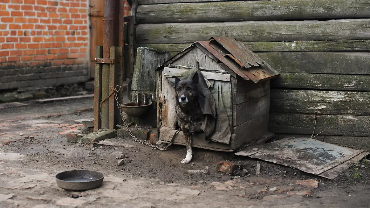 Ein Hund sitzt angekettet in einer zerfallenen Hundehütte.