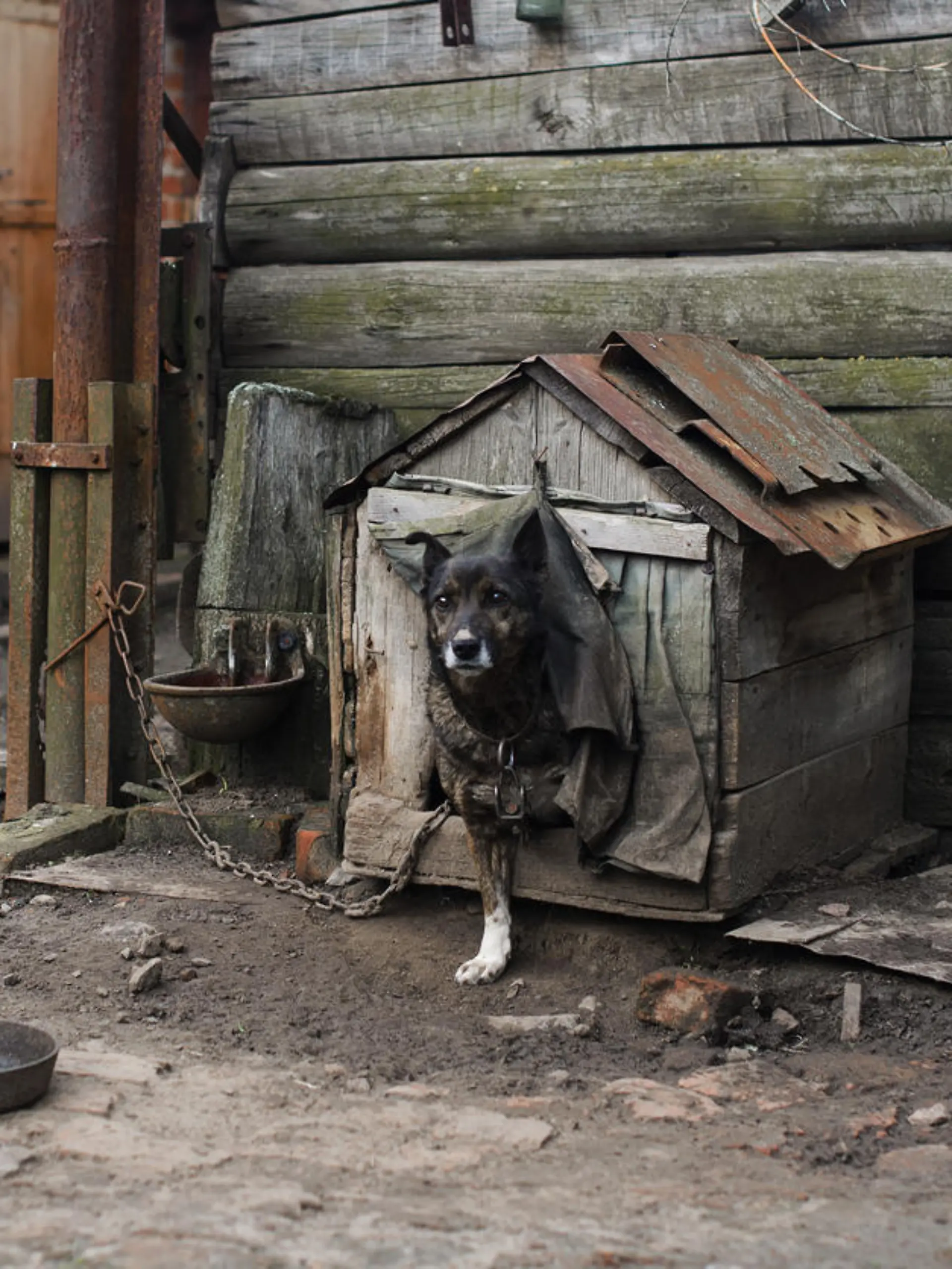 Ein Hund sitzt angekettet in einer zerfallenen Hundehütte.