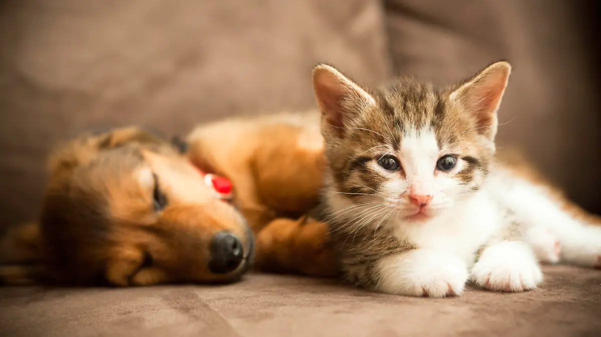 iStock 000014829154 Large.jpg